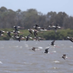 Himantopus leucocephalus at Cleveland, QLD - 1 Nov 2023 11:01 AM