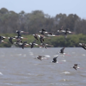 Himantopus leucocephalus at Cleveland, QLD - 1 Nov 2023