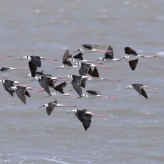 Himantopus leucocephalus at Cleveland, QLD - 1 Nov 2023