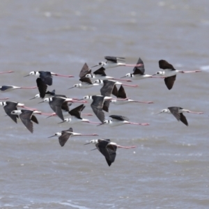 Himantopus leucocephalus at Cleveland, QLD - 1 Nov 2023 11:01 AM