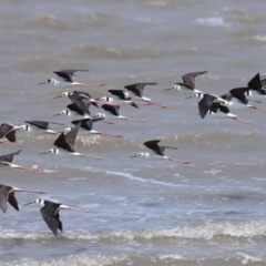 Himantopus leucocephalus at Cleveland, QLD - 1 Nov 2023 11:01 AM