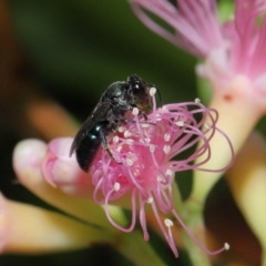 Unverified Bee (Hymenoptera, Apiformes) at Capalaba, QLD - 2 Nov 2023 by TimL