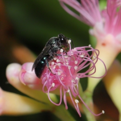 Unverified Bee (Hymenoptera, Apiformes) at Capalaba, QLD - 2 Nov 2023 by TimL