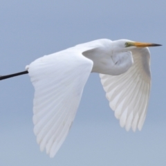 Ardea alba (Great Egret) at Wellington Point, QLD - 3 Nov 2023 by TimL