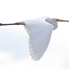 Ardea alba at Wellington Point, QLD - 3 Nov 2023