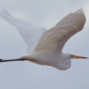 Ardea alba at Wellington Point, QLD - 3 Nov 2023