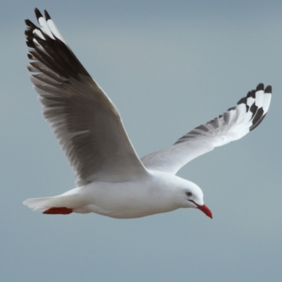 Chroicocephalus novaehollandiae (Silver Gull) at Wellington Point, QLD - 3 Nov 2023 by TimL