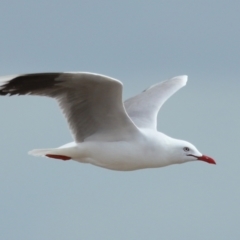 Chroicocephalus novaehollandiae at Wellington Point, QLD - 3 Nov 2023 08:59 AM