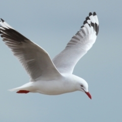Chroicocephalus novaehollandiae at Wellington Point, QLD - 3 Nov 2023 08:59 AM