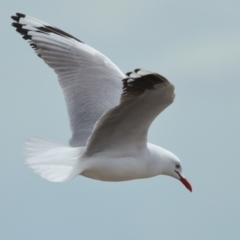 Chroicocephalus novaehollandiae at Wellington Point, QLD - 3 Nov 2023 08:59 AM
