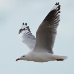 Chroicocephalus novaehollandiae at Wellington Point, QLD - 3 Nov 2023 08:59 AM