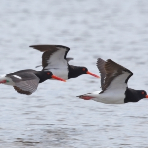 Haematopus longirostris at Wellington Point, QLD - suppressed