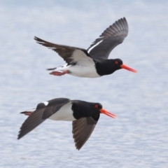 Haematopus longirostris at Wellington Point, QLD - suppressed