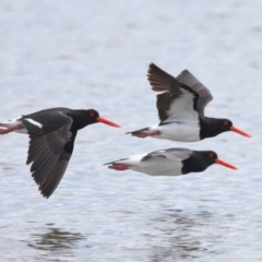 Haematopus longirostris at Wellington Point, QLD - suppressed