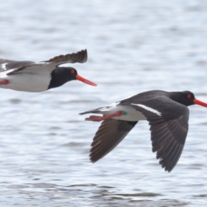 Haematopus longirostris at Wellington Point, QLD - suppressed