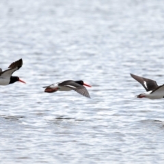 Haematopus longirostris at Wellington Point, QLD - suppressed