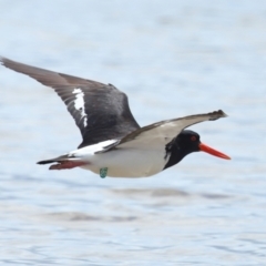 Haematopus longirostris (Australian Pied Oystercatcher) at Wellington Point, QLD - 3 Nov 2023 by TimL