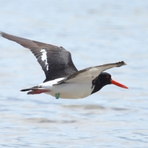 Haematopus longirostris at Wellington Point, QLD - suppressed