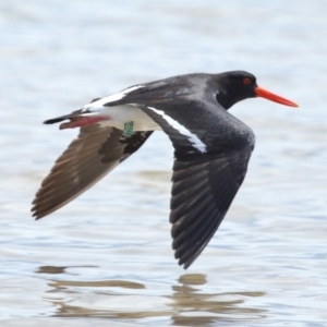 Haematopus longirostris at Wellington Point, QLD - suppressed