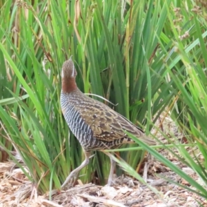 Gallirallus philippensis at Molonglo Valley, ACT - 5 Nov 2023