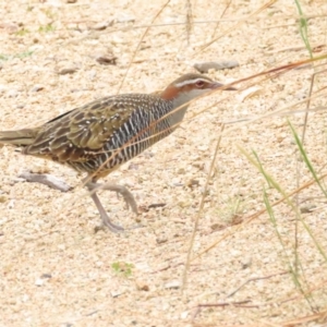 Gallirallus philippensis at Molonglo Valley, ACT - 5 Nov 2023