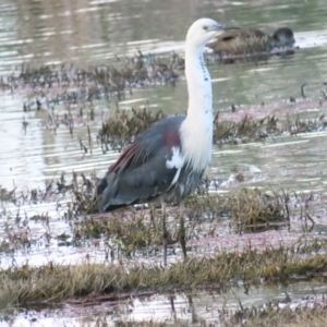 Ardea pacifica at Fyshwick, ACT - 5 Nov 2023 06:06 PM