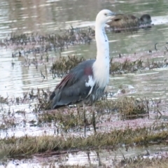 Ardea pacifica (White-necked Heron) at Fyshwick, ACT - 5 Nov 2023 by BenW