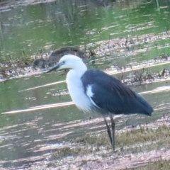 Ardea pacifica at Fyshwick, ACT - 5 Nov 2023