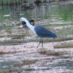 Ardea pacifica at Fyshwick, ACT - 5 Nov 2023 06:06 PM