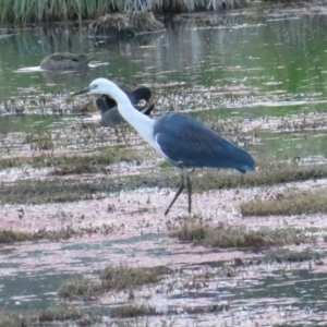 Ardea pacifica at Fyshwick, ACT - 5 Nov 2023 06:06 PM