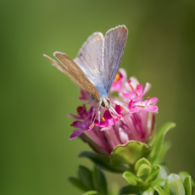 Lampides boeticus (Long-tailed Pea-blue) at ANBG - 29 Sep 2023 by Gallpix