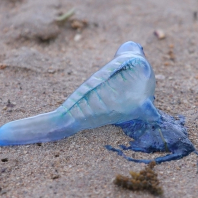 Physalia sp. (genus) at Wellington Point, QLD - 5 Nov 2023 by TimL