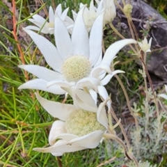 Actinotus helianthi (Flannel Flower) at Sassafras, NSW - 18 Dec 2022 by Steve818