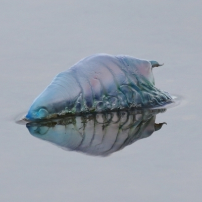 Physalia sp. (genus) at Wellington Point, QLD - 5 Nov 2023 by TimL