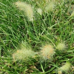 Cenchrus longisetus (Feathertop Grass) at Mount Ainslie to Black Mountain - 31 Oct 2022 by Steve818