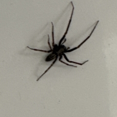 Badumna insignis (Black House Spider) at Kangaroo Valley, NSW - 5 Nov 2023 by lbradley