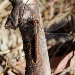 Diplacodes bipunctata (Wandering Percher) at Higgins Woodland - 5 Nov 2023 by Trevor