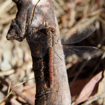 Diplacodes bipunctata (Wandering Percher) at Higgins, ACT - 5 Nov 2023 by Trevor