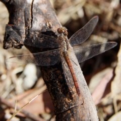 Diplacodes bipunctata at Higgins Woodland - 5 Nov 2023