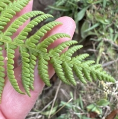 Hypolepis glandulifera (Downy Ground Fern) at Kangaroo Valley, NSW - 5 Nov 2023 by lbradley