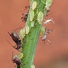 Aphididae (family) (Unidentified aphid) at Lyneham, ACT - 5 Nov 2023 by trevorpreston