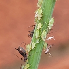 Aphididae (family) at Sullivans Creek, Lyneham South - 6 Nov 2023 09:16 AM