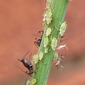 Aphididae (family) at Sullivans Creek, Lyneham South - 6 Nov 2023