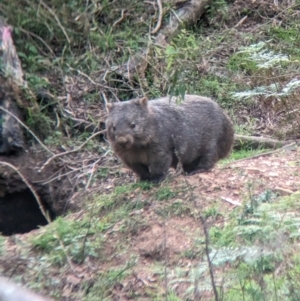 Vombatus ursinus at Nariel Valley, VIC - suppressed