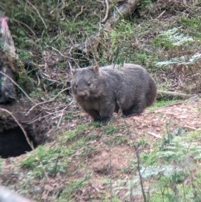 Vombatus ursinus (Common wombat, Bare-nosed Wombat) at Nariel Valley, VIC - 4 Nov 2023 by Darcy