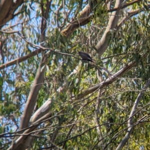 Artamus cyanopterus at Cudgewa, VIC - 4 Nov 2023