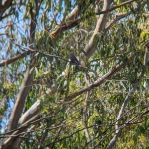 Artamus cyanopterus at Cudgewa, VIC - 4 Nov 2023