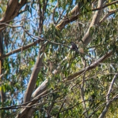 Artamus cyanopterus at Cudgewa, VIC - 4 Nov 2023 02:30 PM