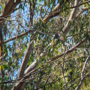 Artamus cyanopterus at Cudgewa, VIC - 4 Nov 2023