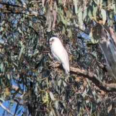 Cacatua sanguinea (Little Corella) at Towong, VIC - 5 Nov 2023 by Darcy